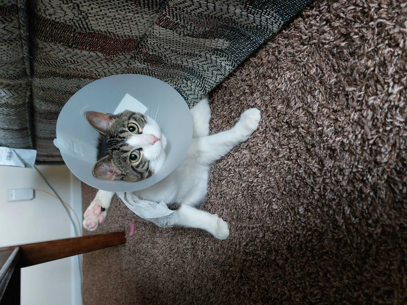 Lost cat in West Lafayette, IN, 47906