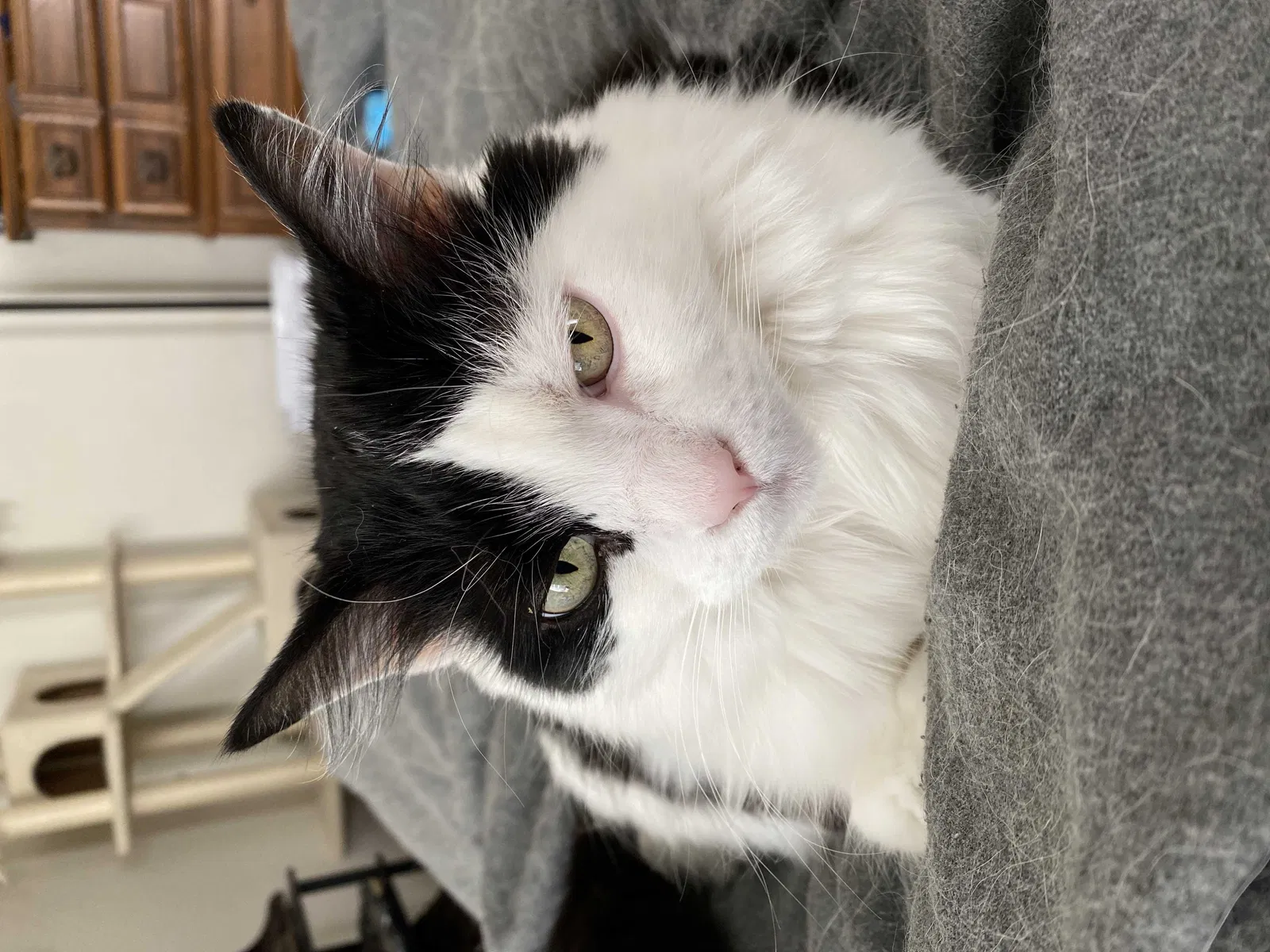 Lost cat in Norman, OK, 73071