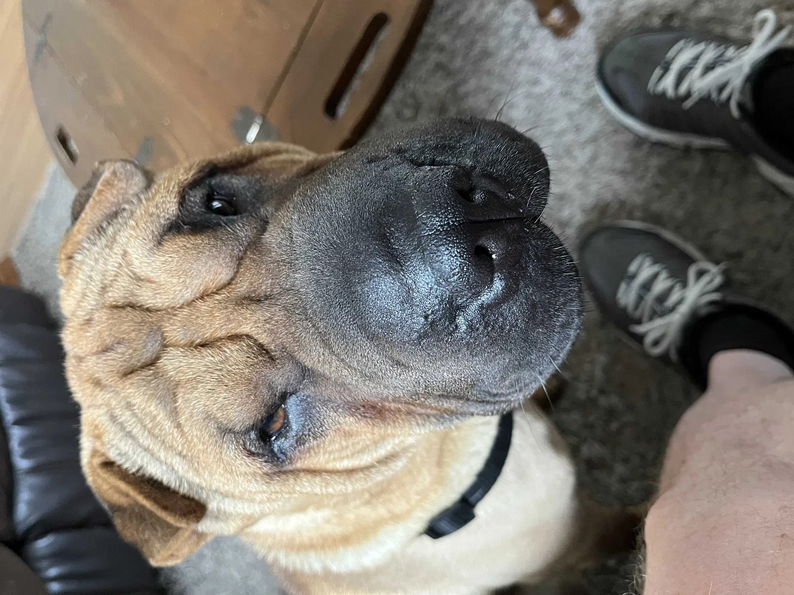 Lost dog in Donnellson, IA, 52625