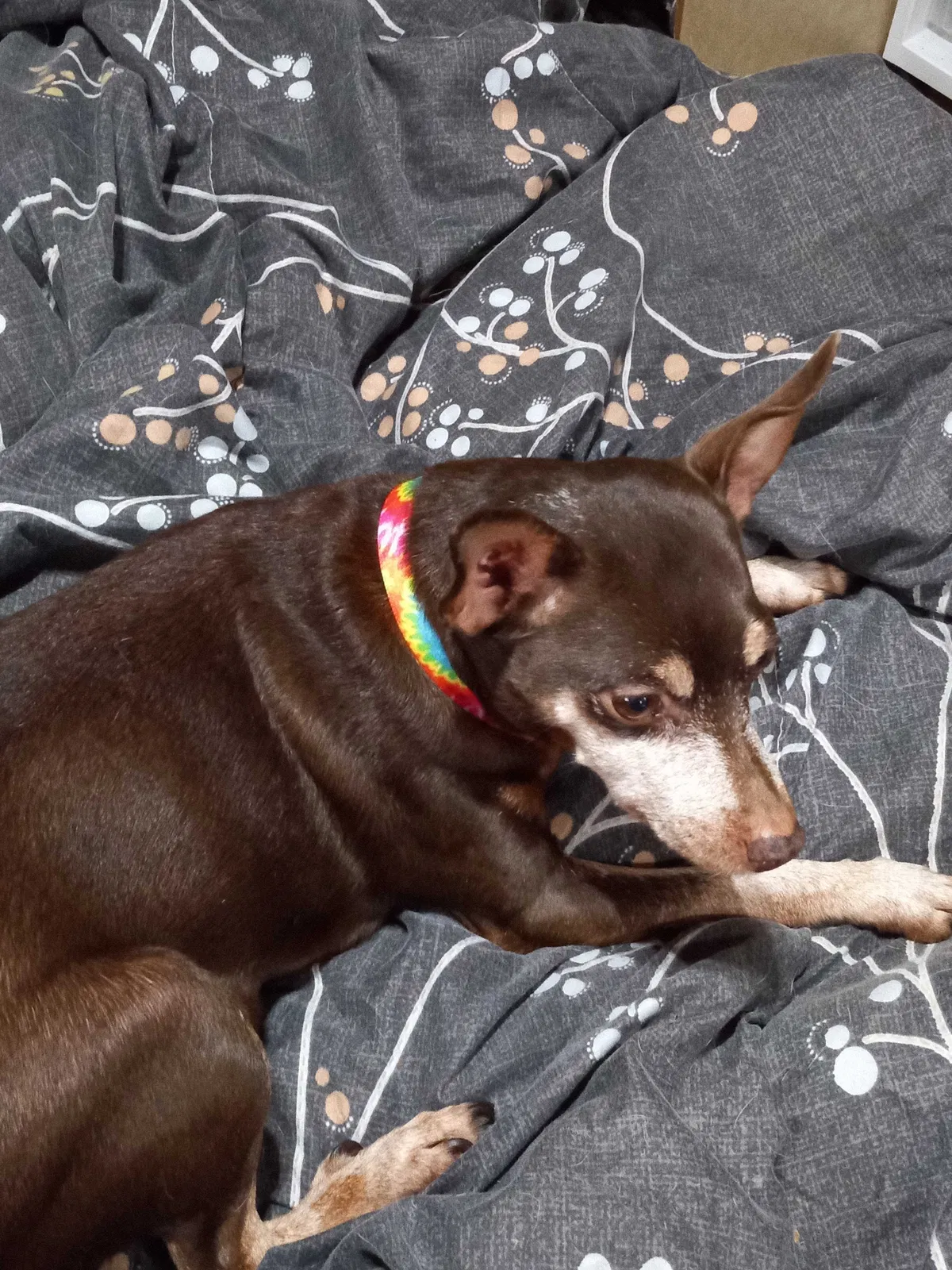 Lost dog in Birmingham, AL, 35214