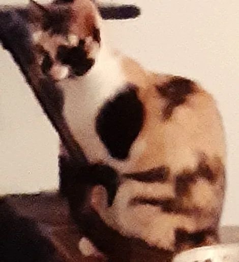 Lost cat in Granbury, TX, 76048