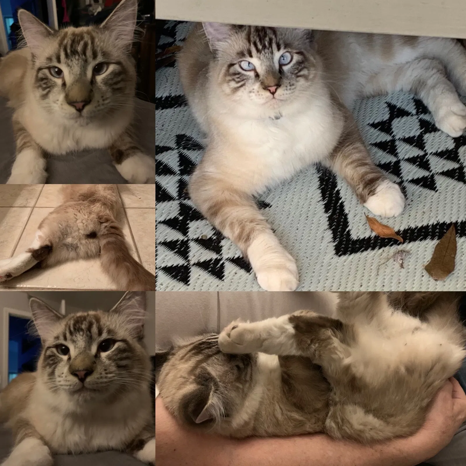 Lost cat in Ormond Beach, FL, 32174