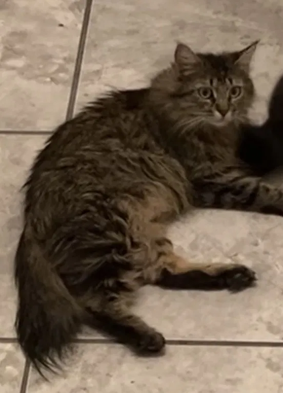 Lost cat in Tucson, AZ, 85706