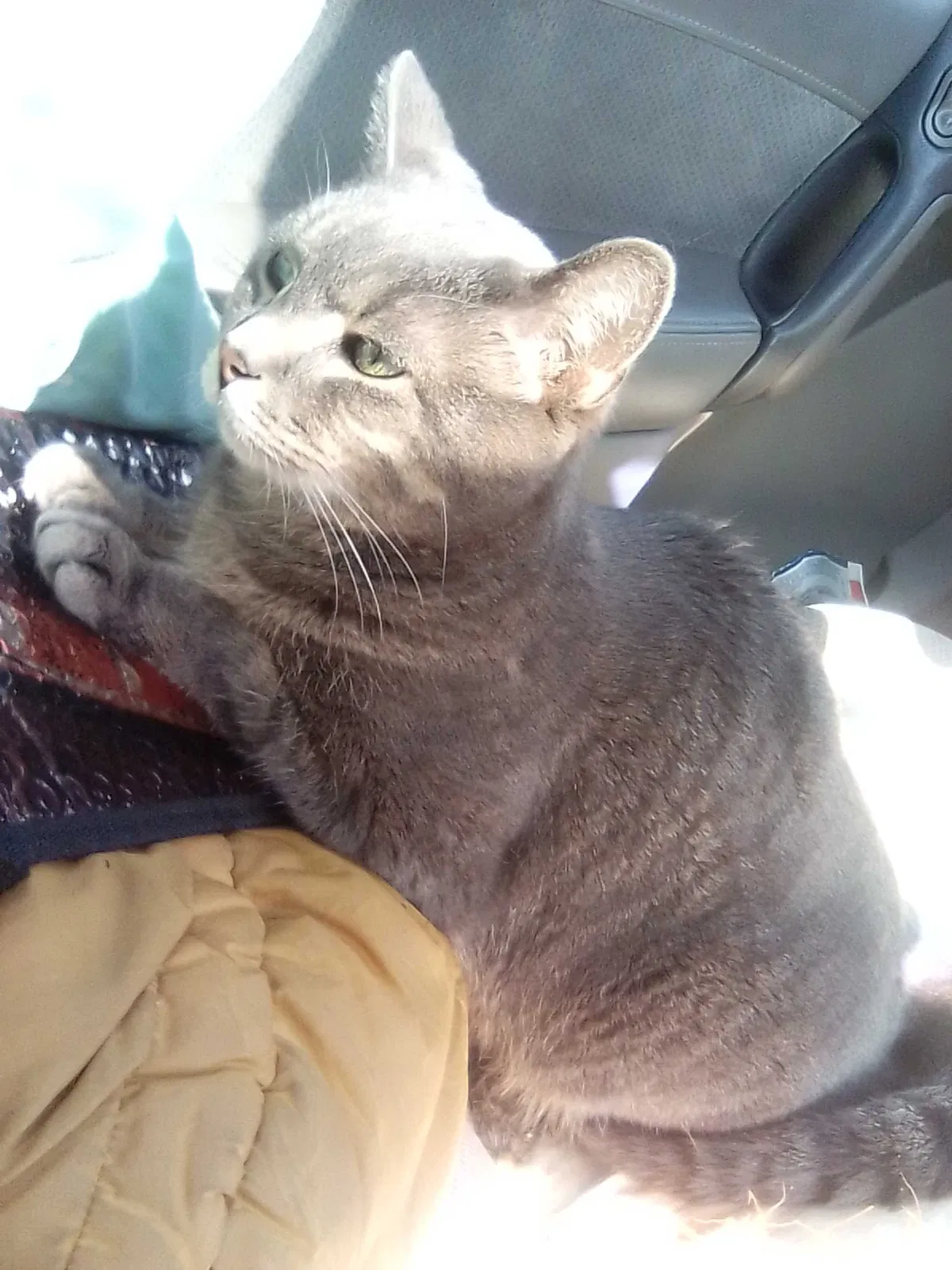 Lost cat in Minneapolis, MN, 55416