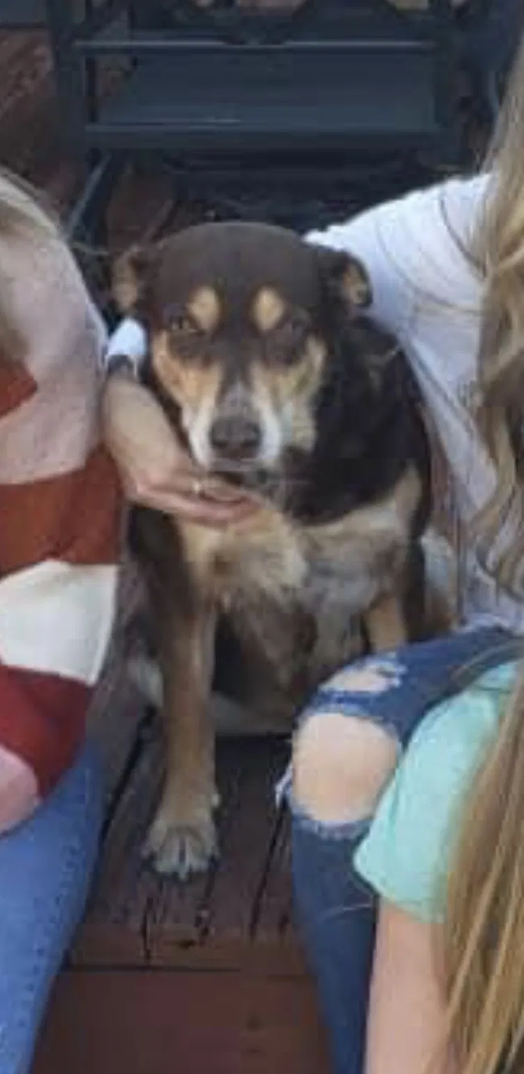 Lost dog in Monroe, LA, 71203