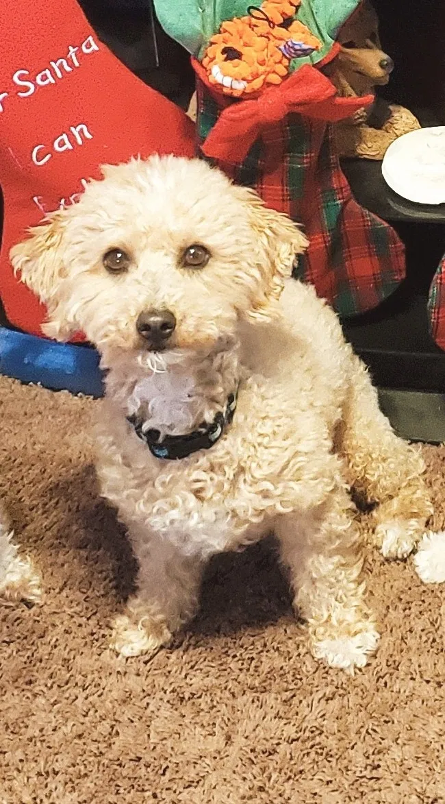 Lost dog in Chandler, AZ, 85225