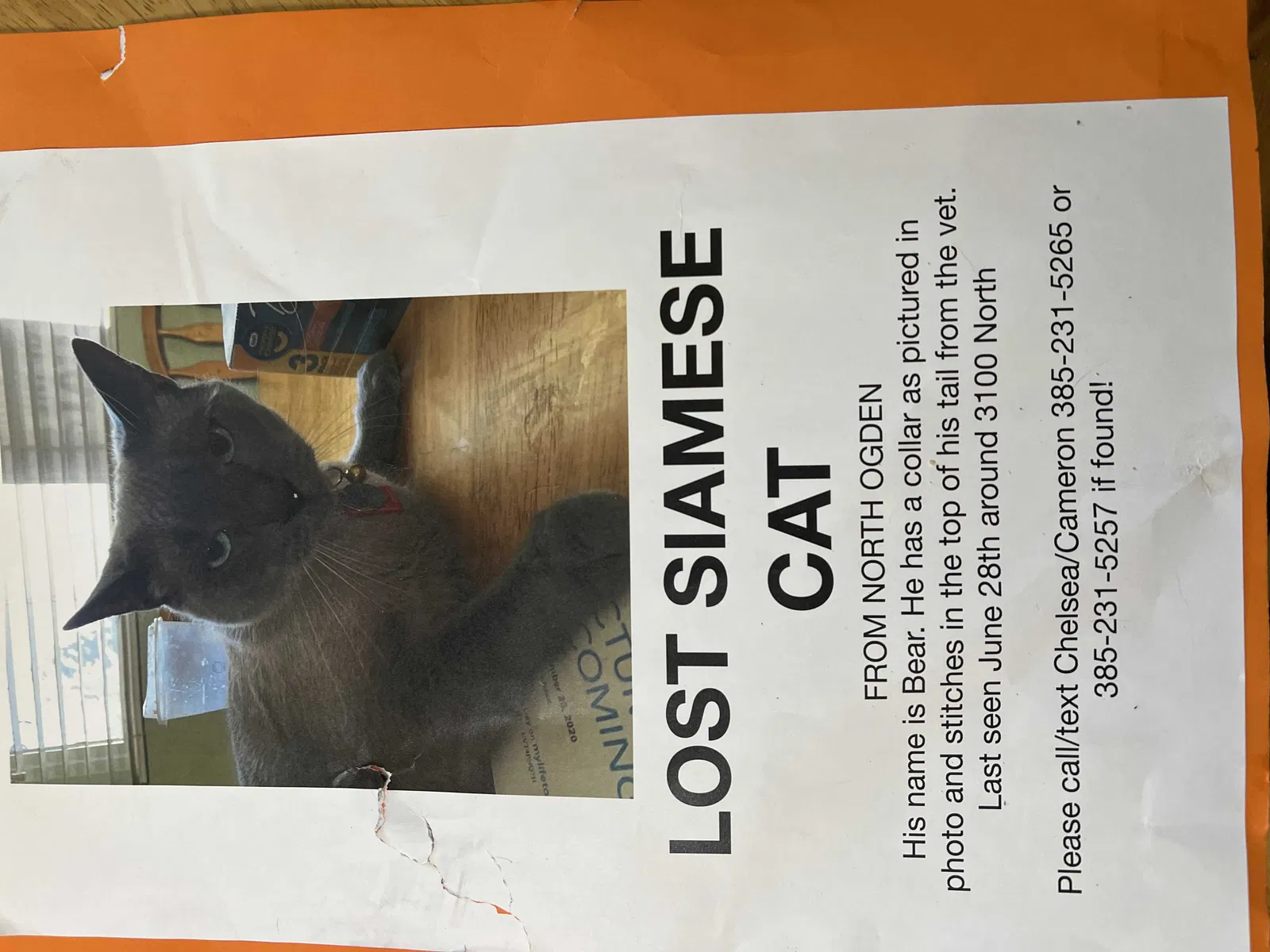 Lost cat in Ogden, UT, 84414