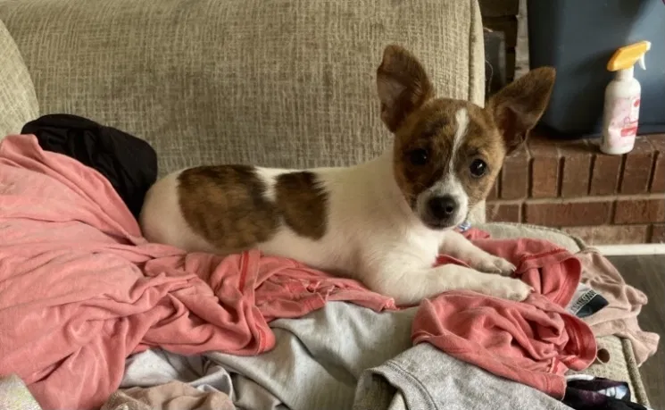 Lost dog in Mount Airy, NC, 27030