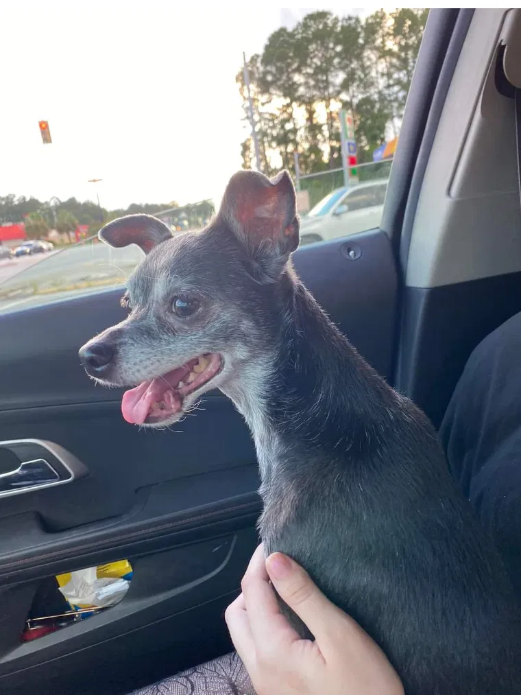 Lost dog in Goose Creek, SC, 29445