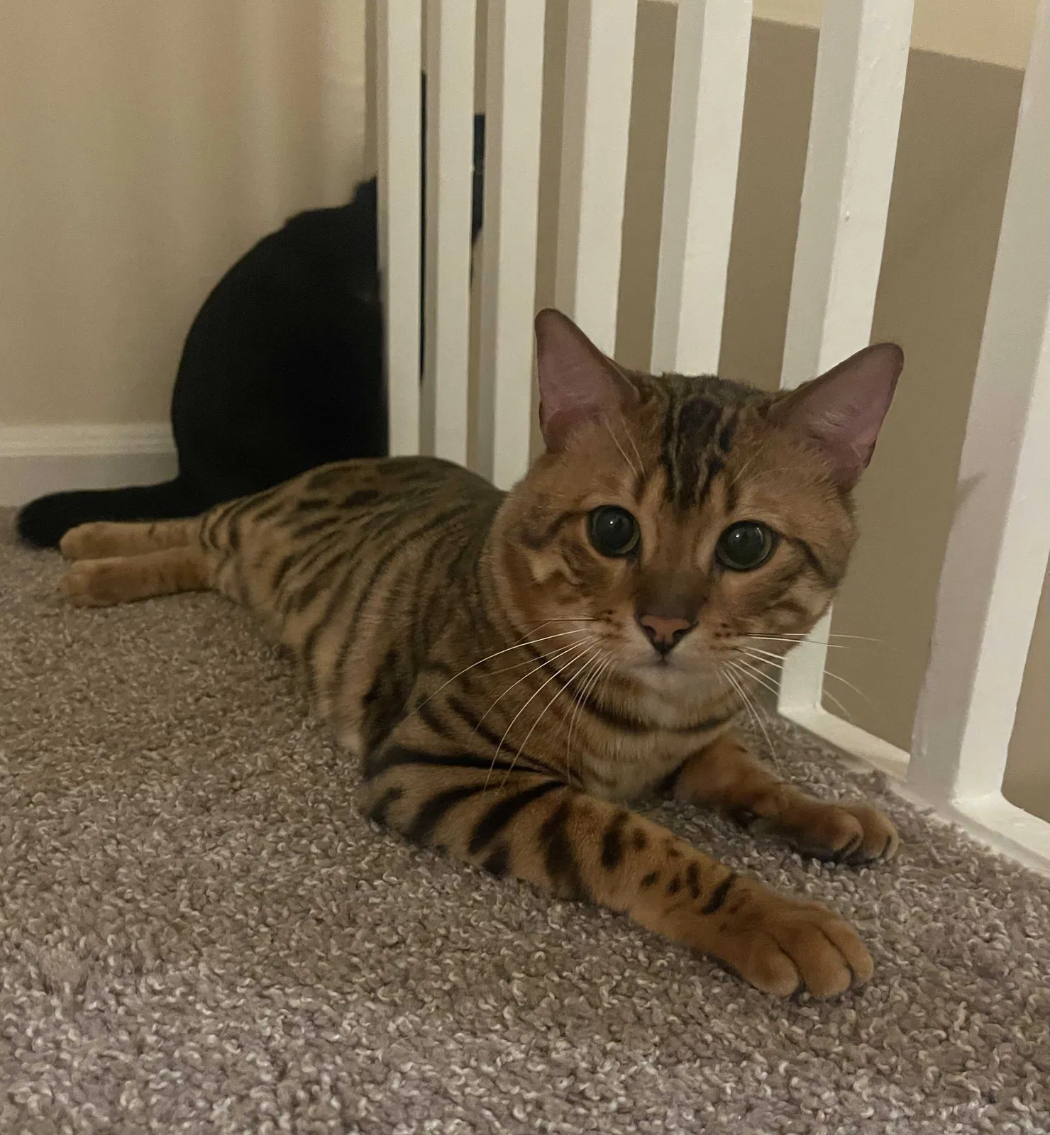 Lost cat in Hampton, VA, 23661