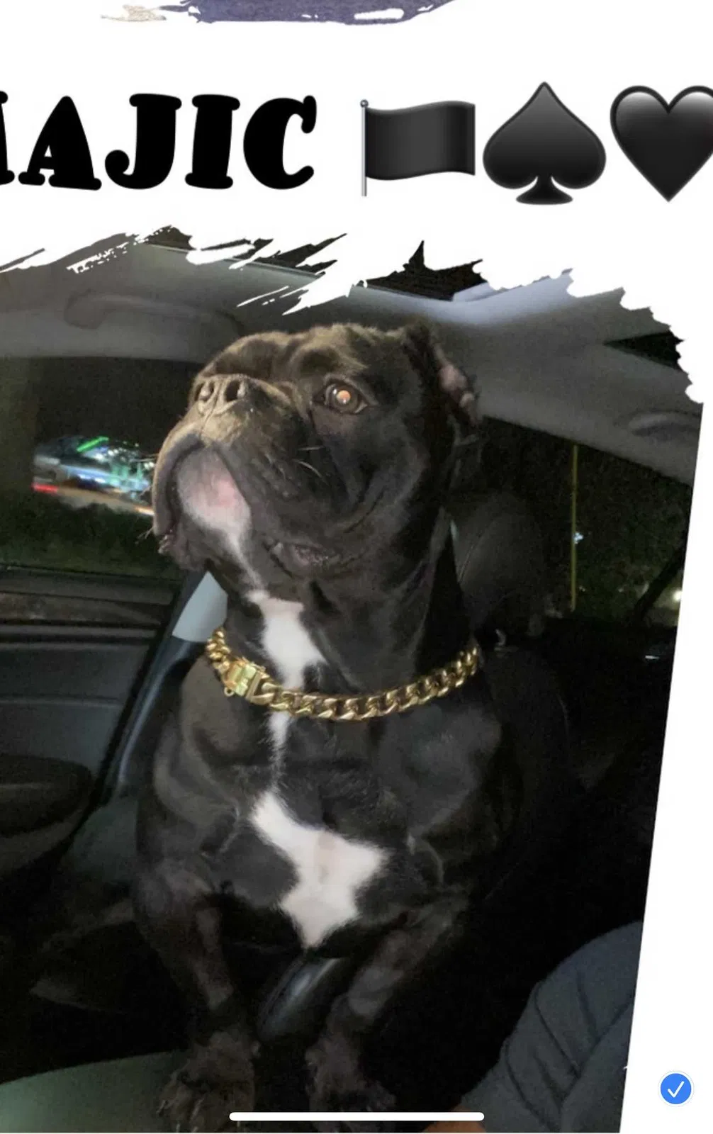 Lost dog in Tallahassee, FL, 32303