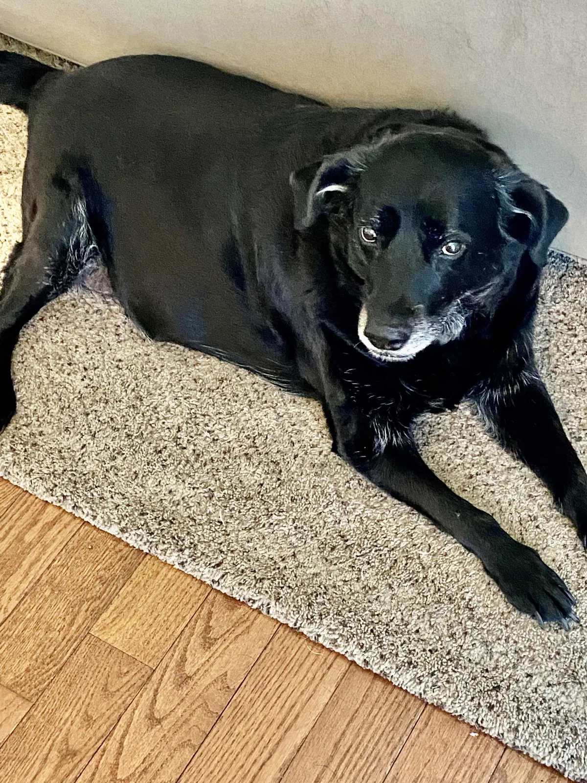Lost dog in Ambler, PA, 19002