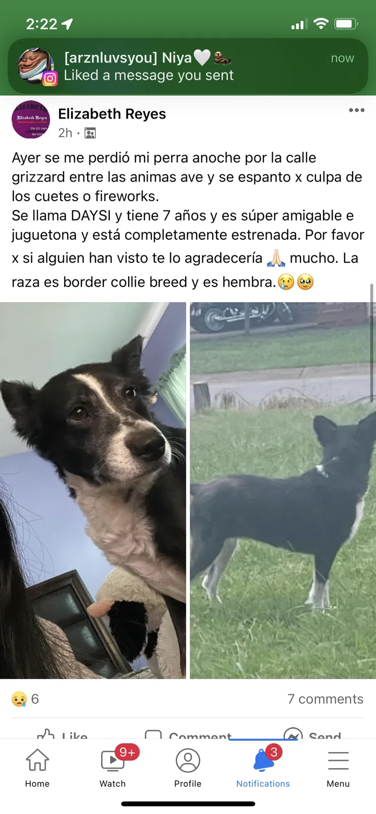 Lost dog in Huntsville, AL, 35810