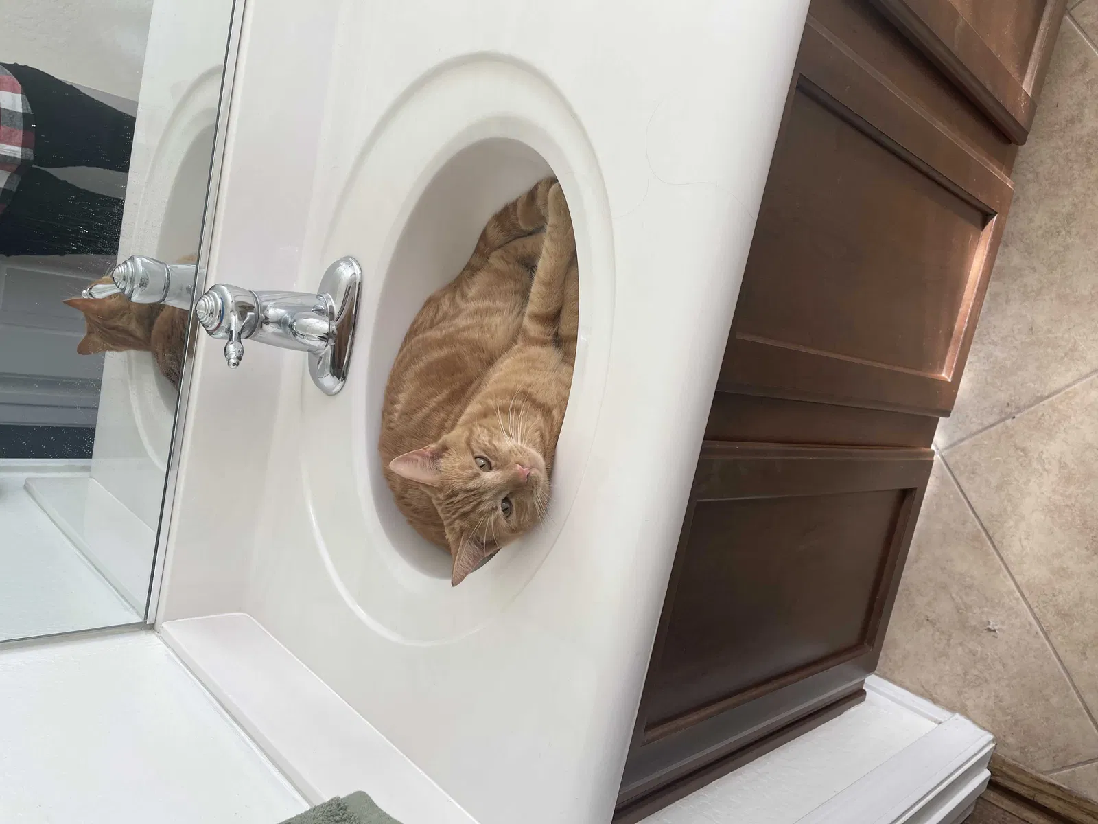 Lost cat in Waddell, AZ, 85355