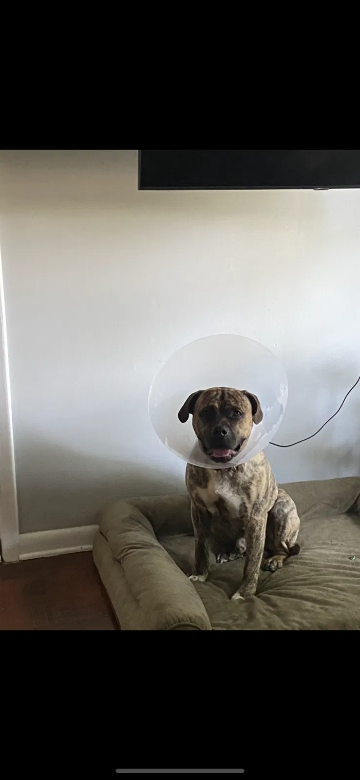 Lost dog in Graham, NC, 27253