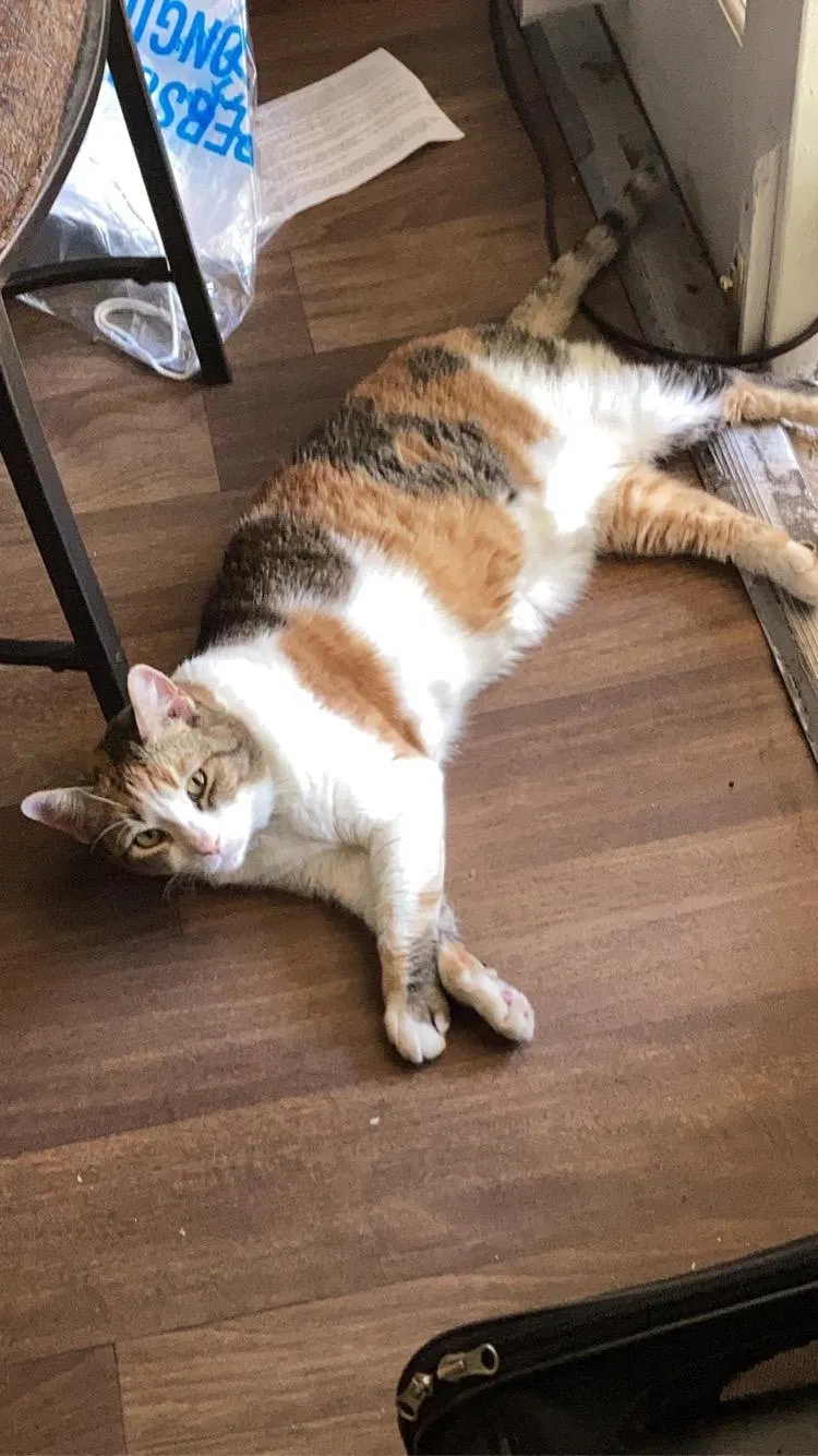 Lost cat in Mesa, AZ, 85205