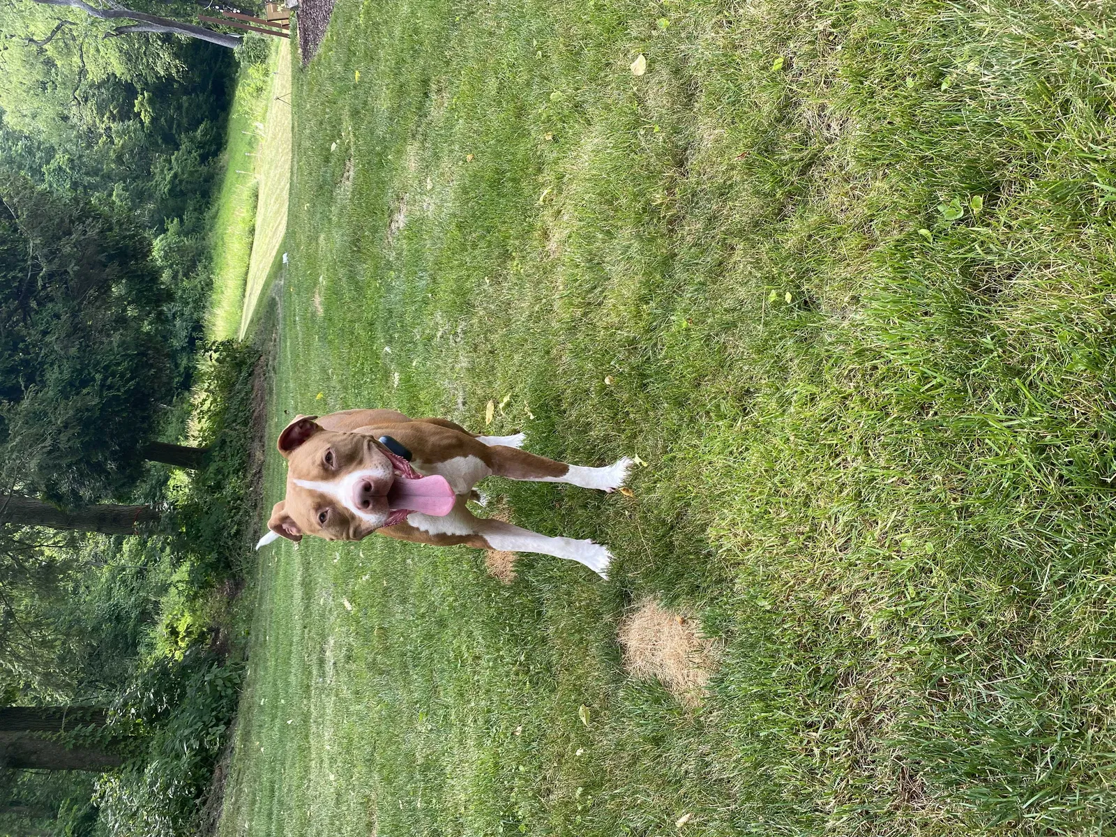 Lost dog in Monroeville, PA, 15146