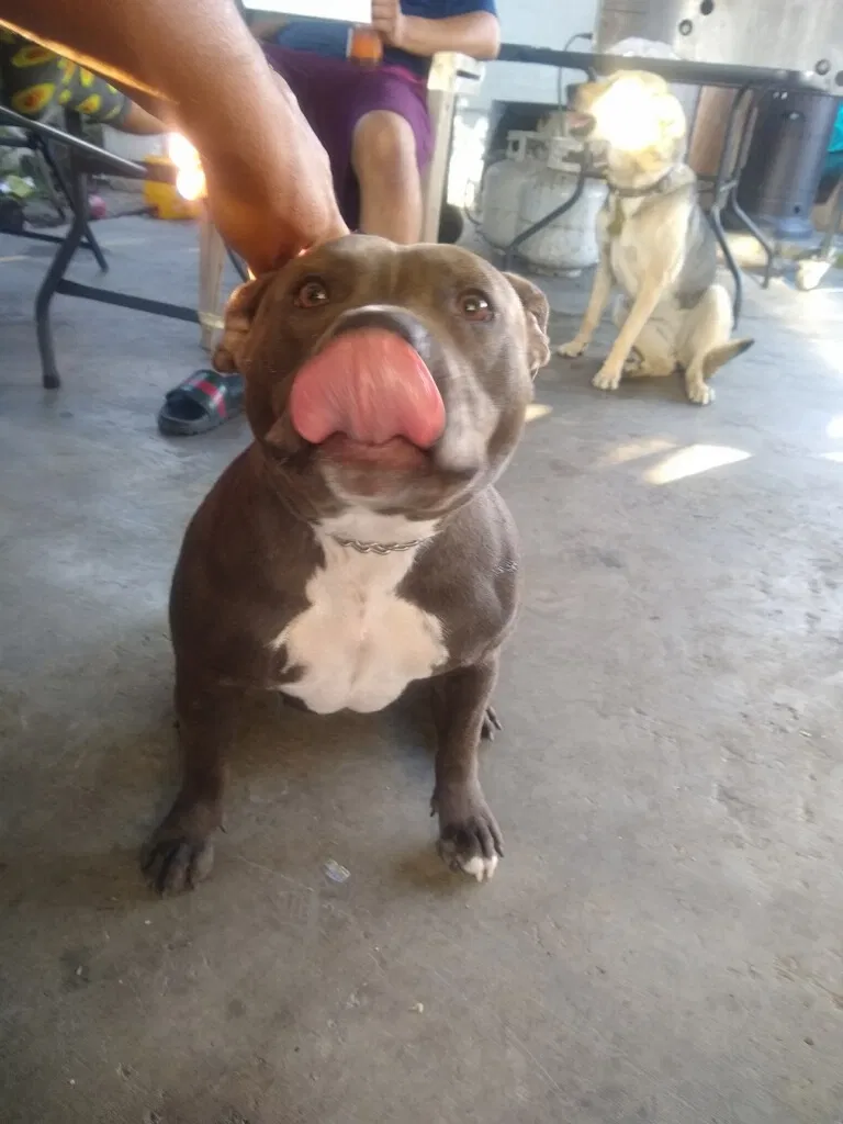 Lost dog in Lynwood, CA, 90262
