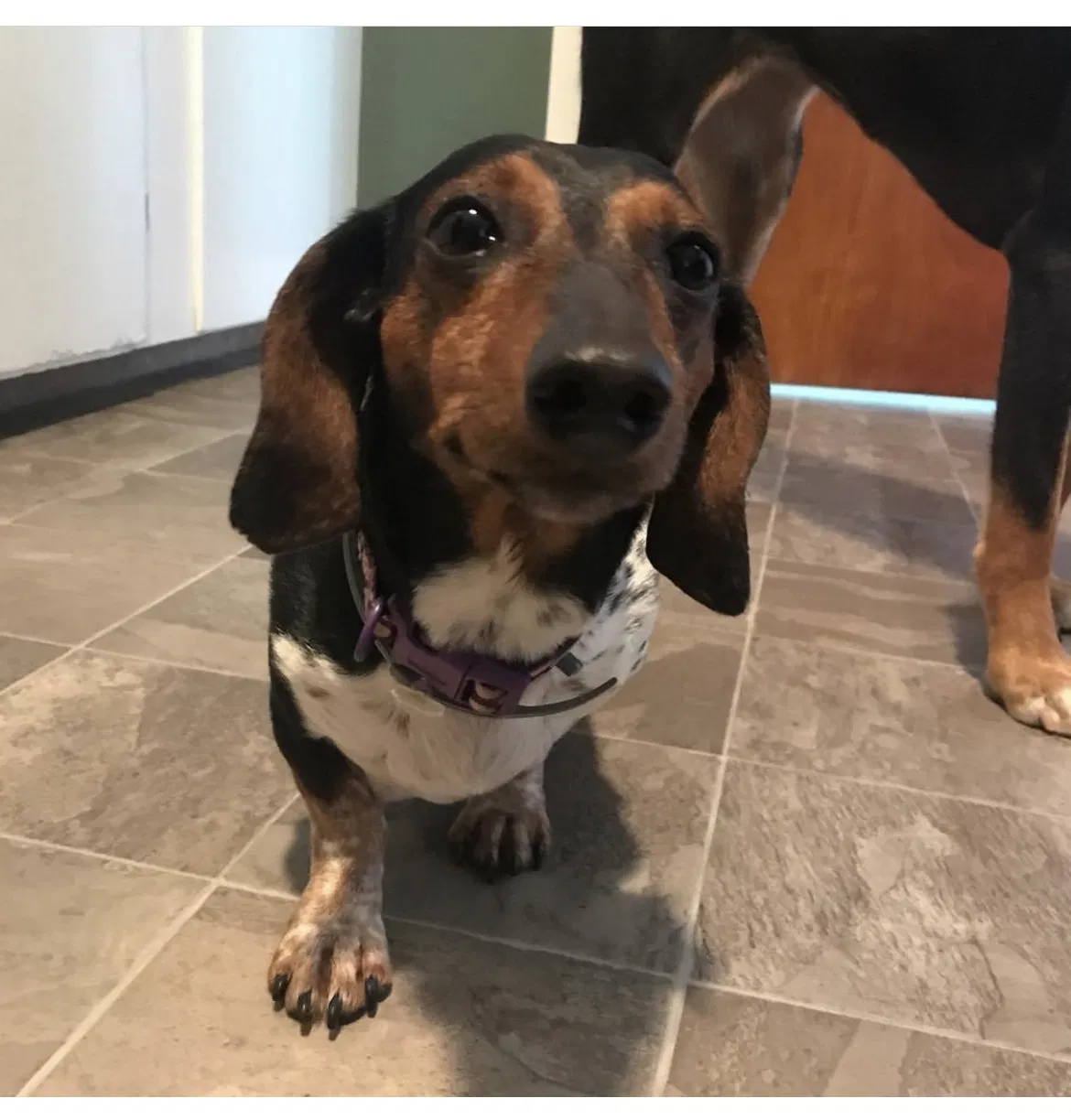 Lost dog in Riverside, RI, 2915