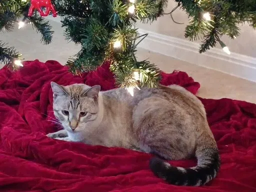 Lost cat in Kyle, TX, 78640