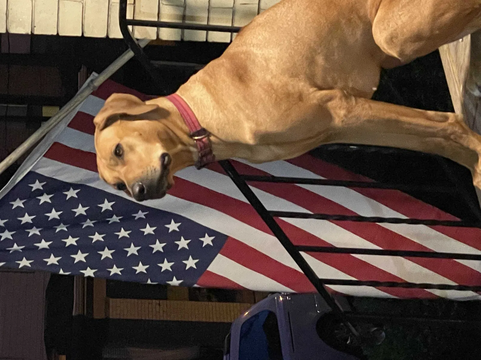 Lost dog in Ashtabula, OH, 44004