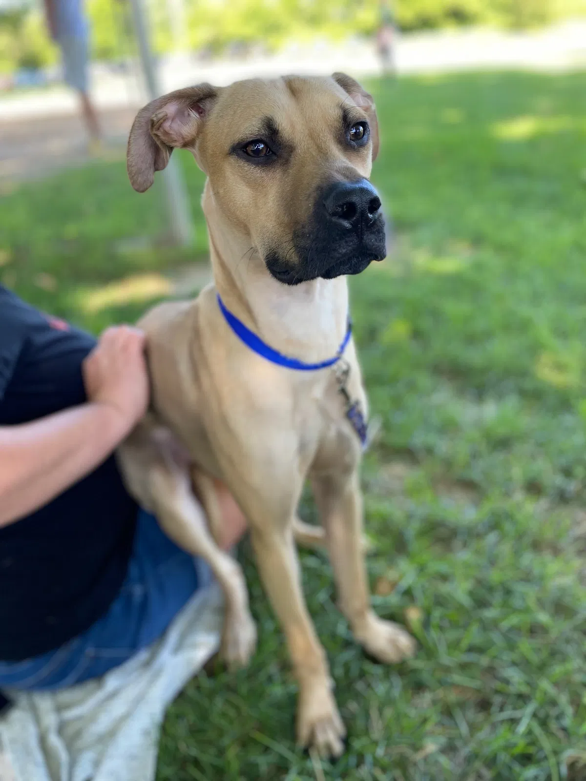 Lost dog in Cincinnati, OH, 45215