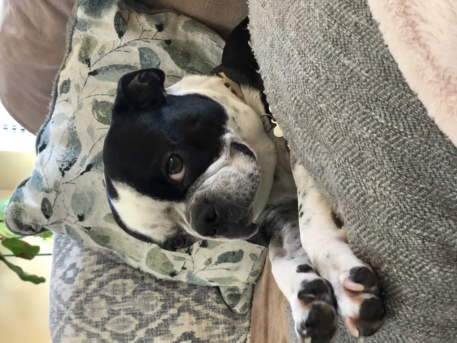 Lost dog in Winnie, TX, 77665