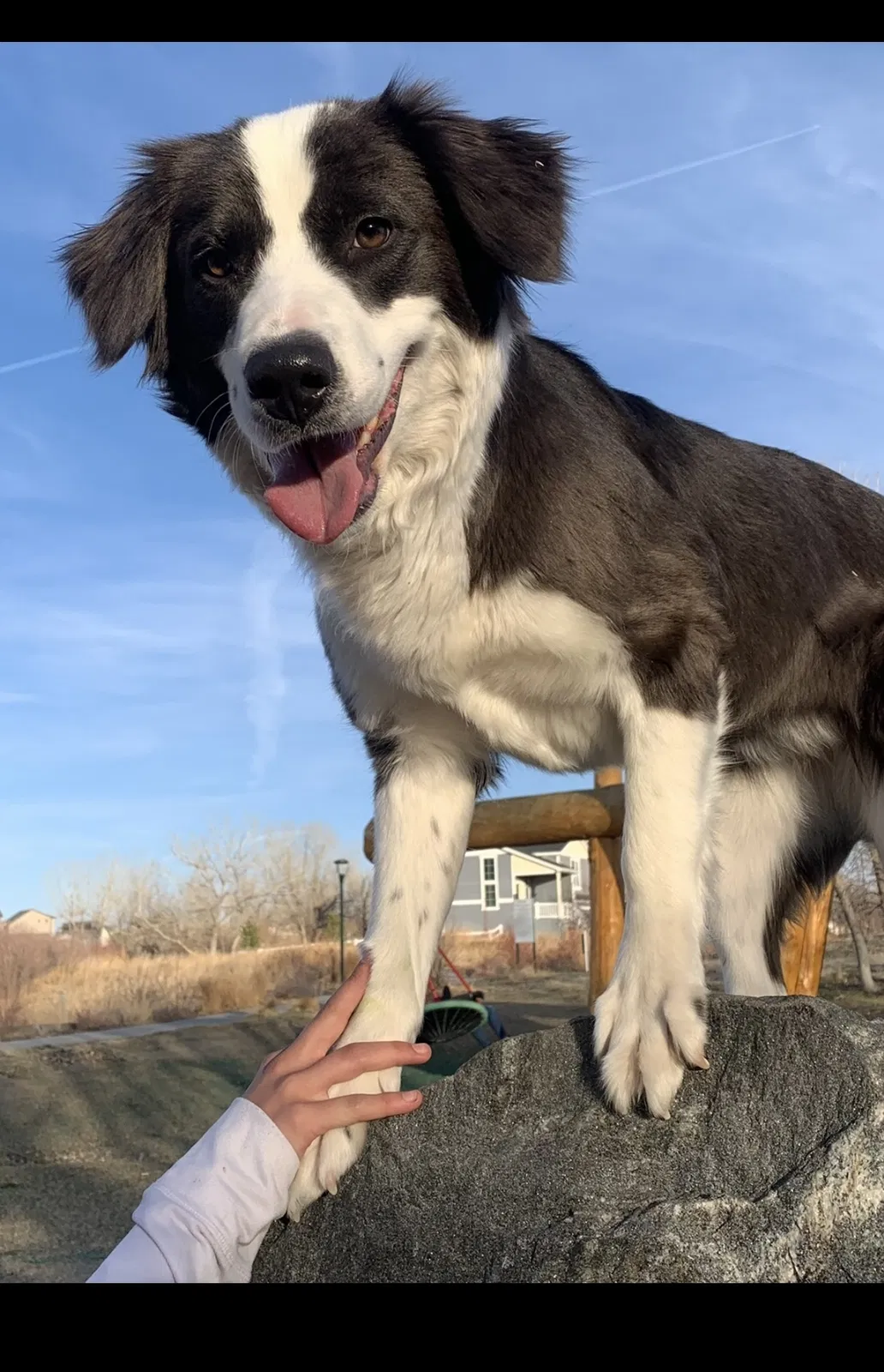 Lost dog in Denver, CO, 80206