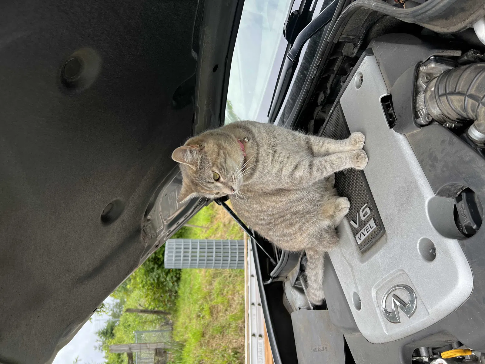 Lost cat in Puyallup, WA, 98373