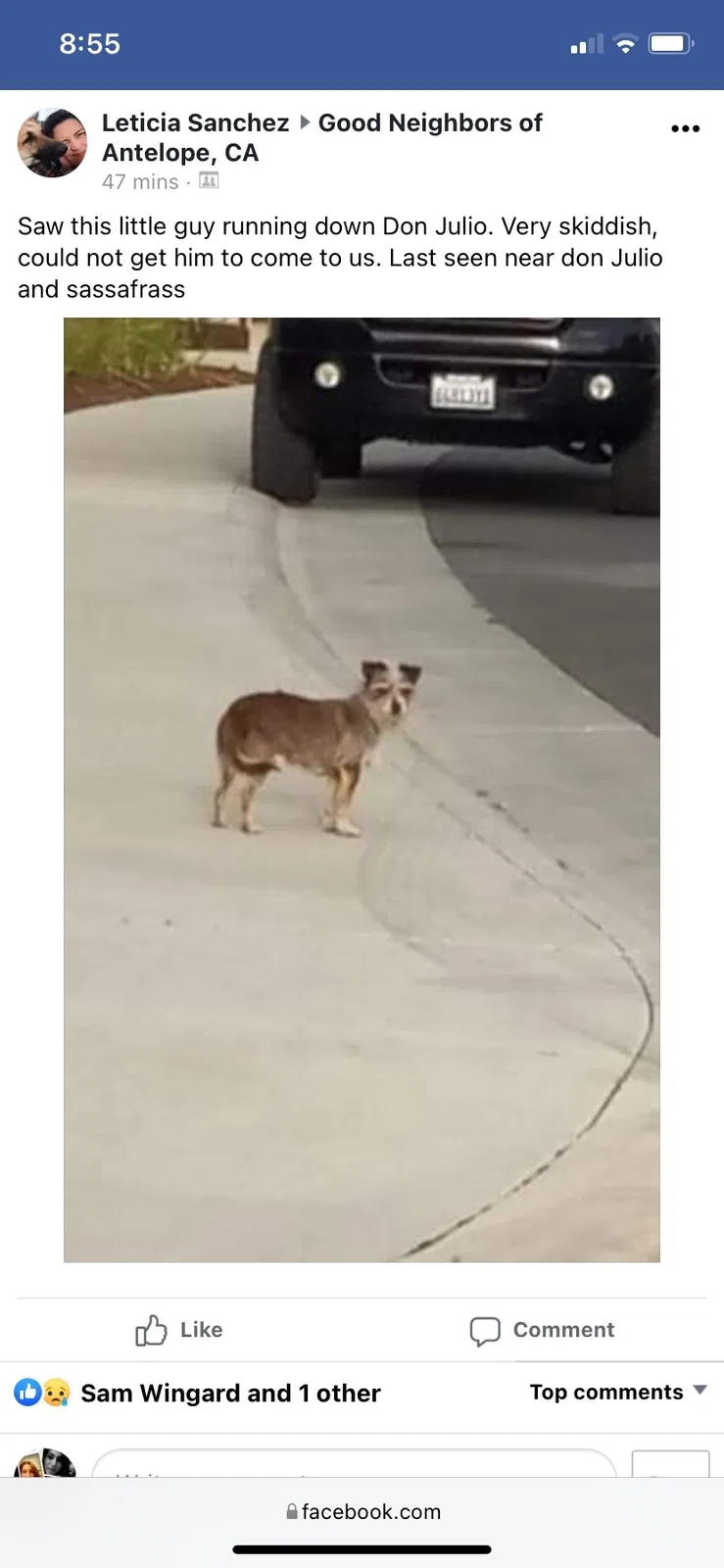 Lost dog in San Ramon, CA, 94582