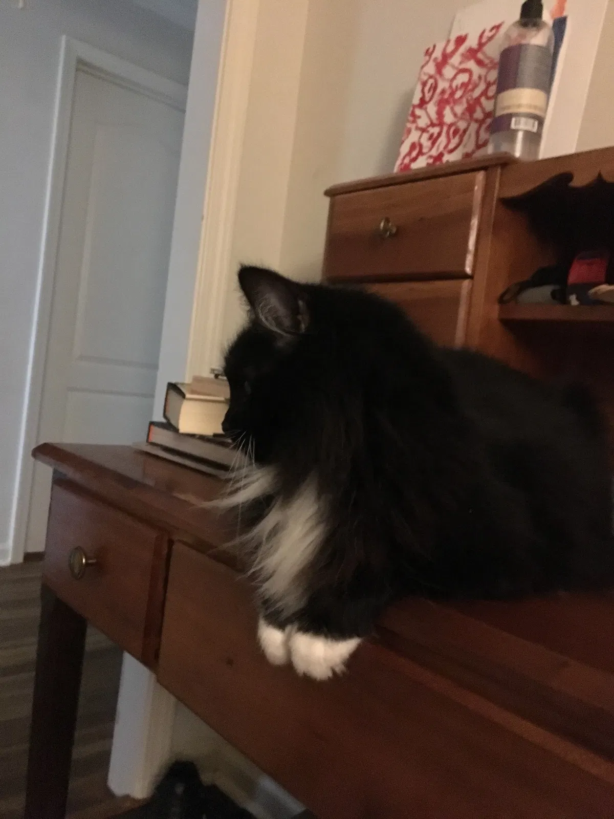 Lost cat in Atlanta, GA, 30315