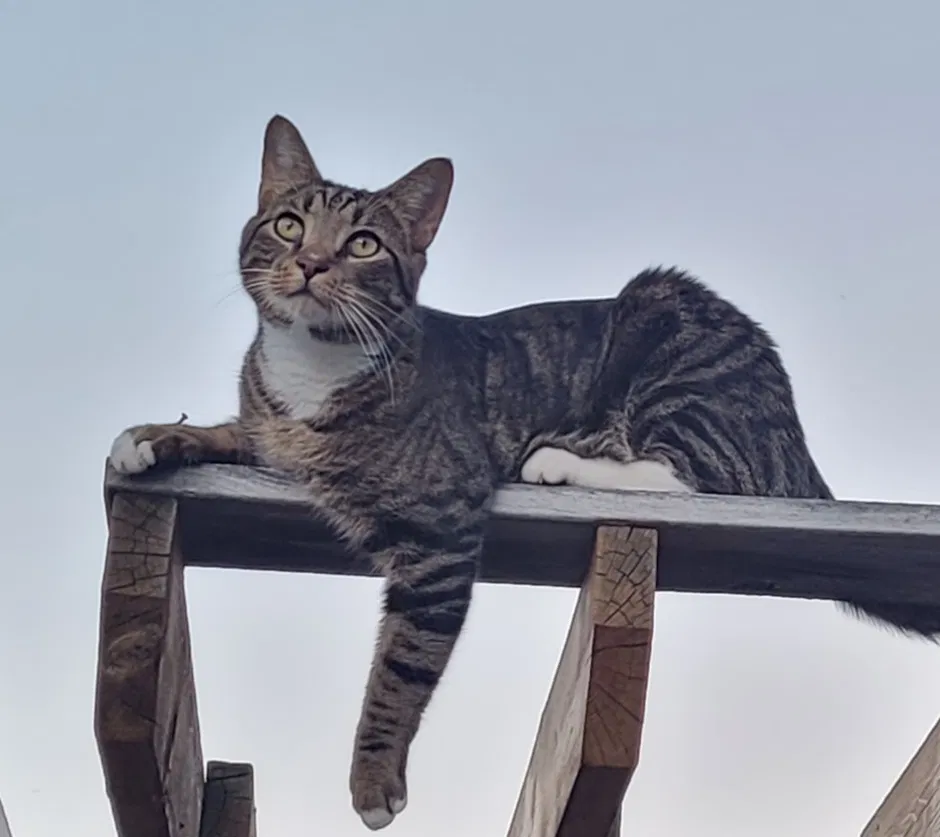 Lost cat in Muskegon, MI, 49441
