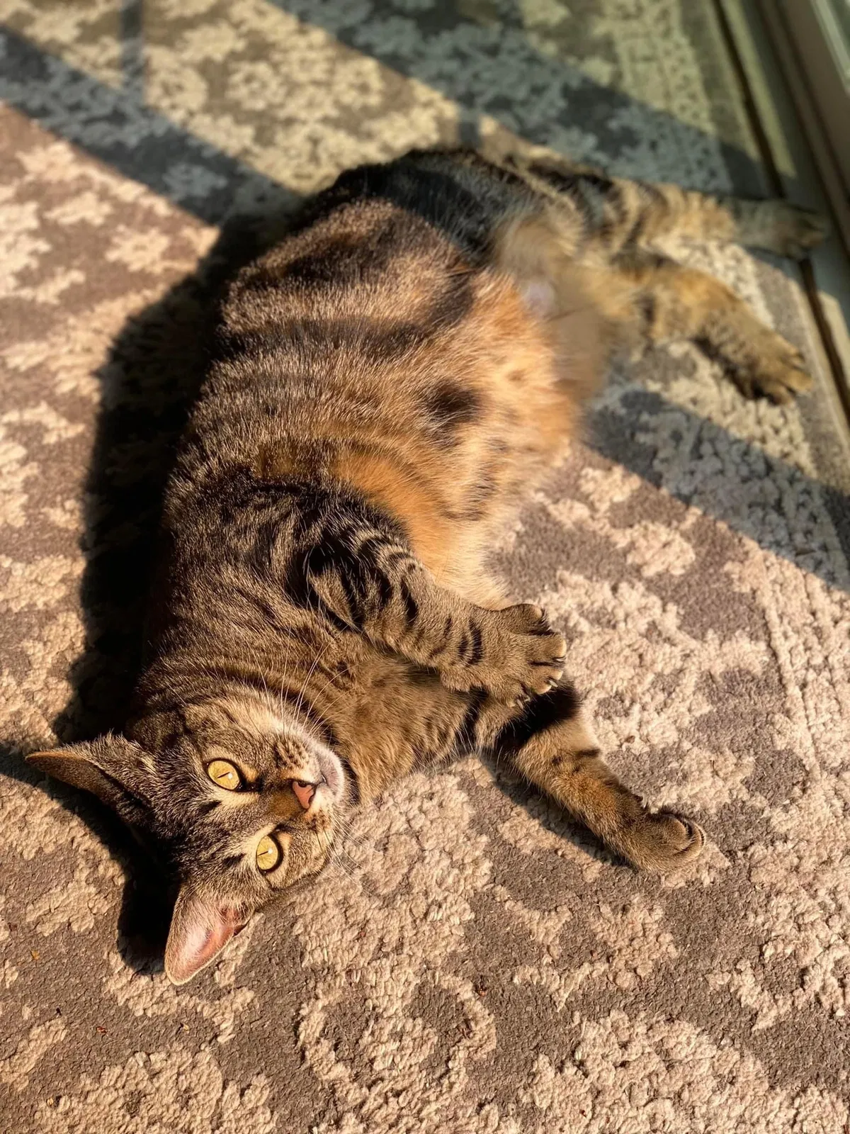 Lost cat in Pacifica, CA, 94044