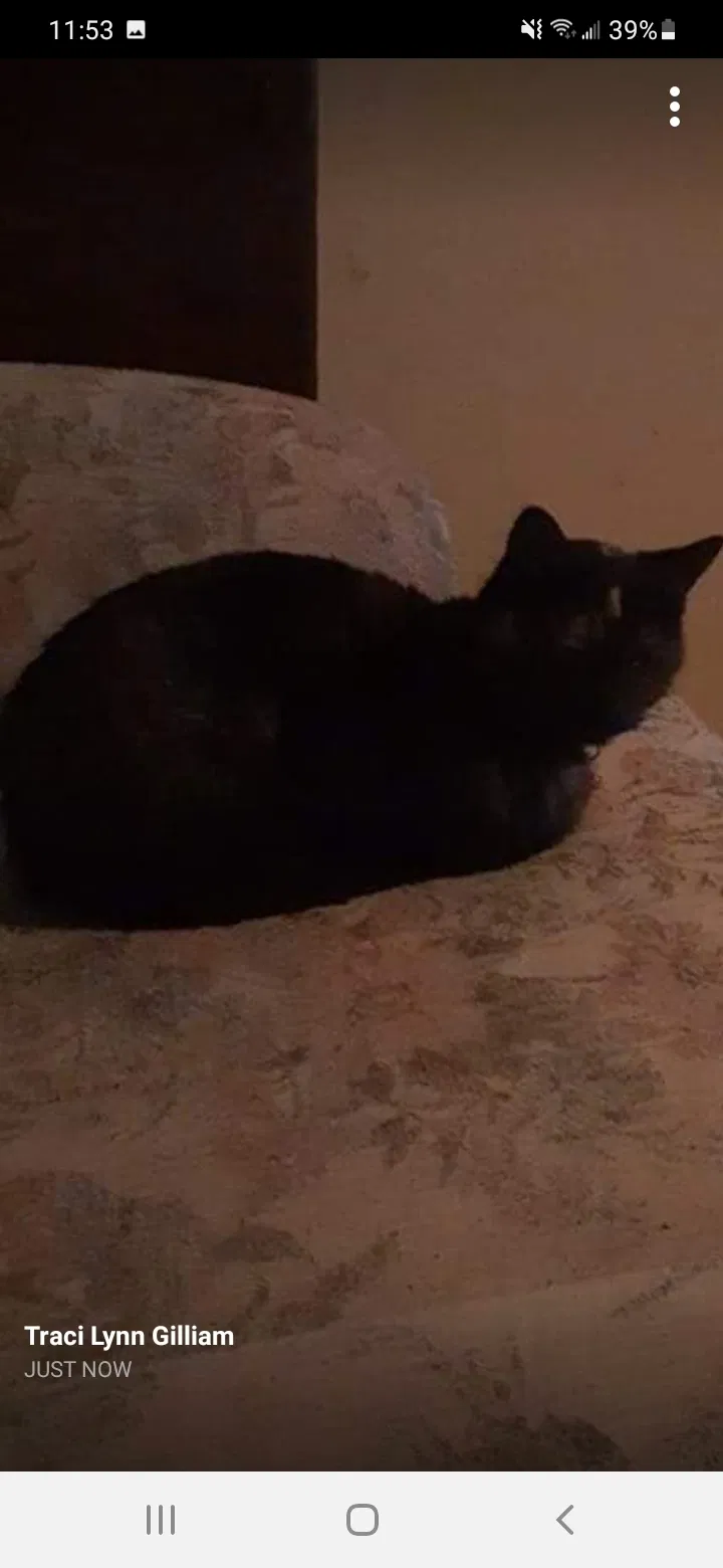 Lost cat in Conway, AR, 72034