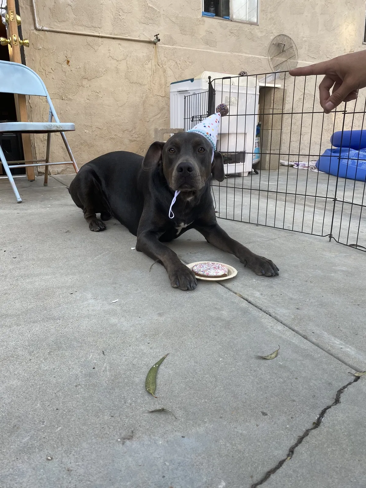 Lost dog in San Diego, CA, 92105