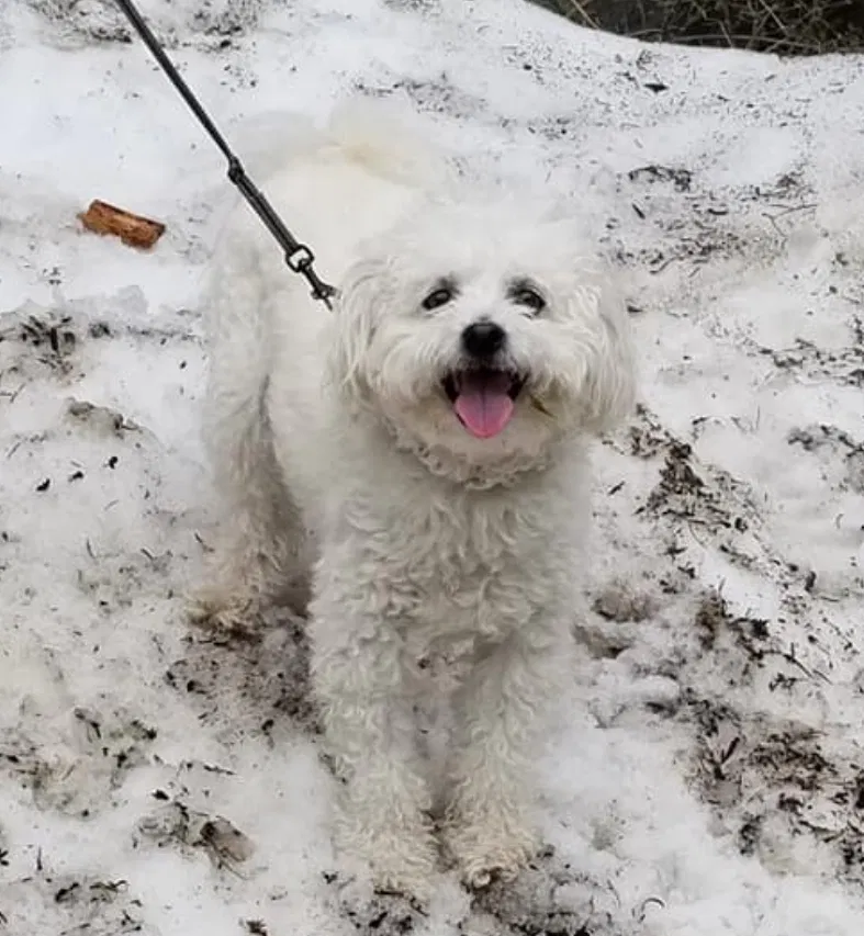 Lost dog in Henderson, NV, 89014