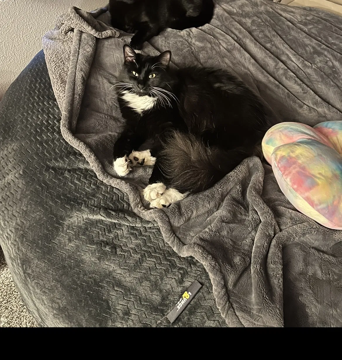 Lost cat in Snohomish, WA, 98290