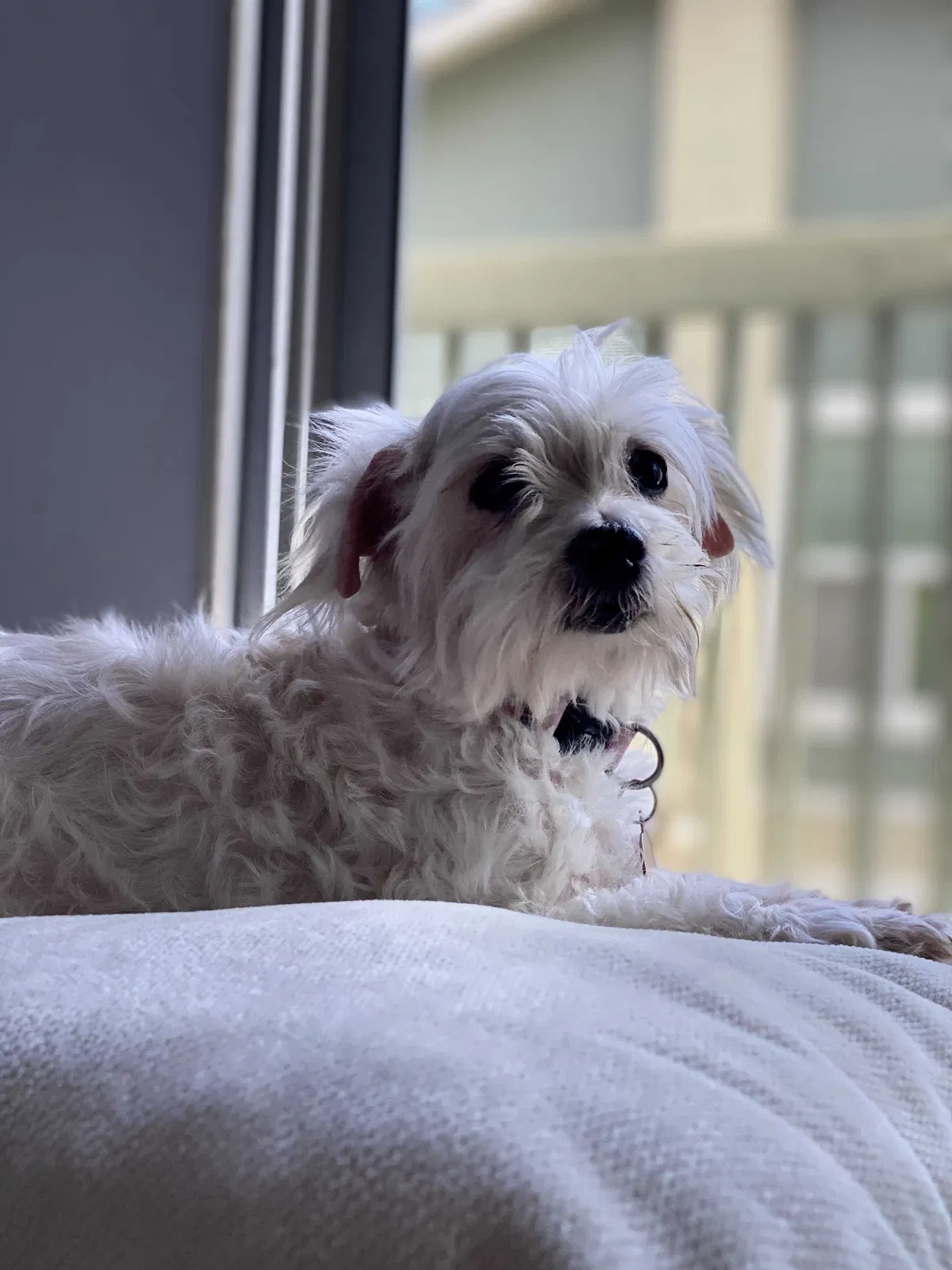 Lost dog in Fullerton, CA, 92832