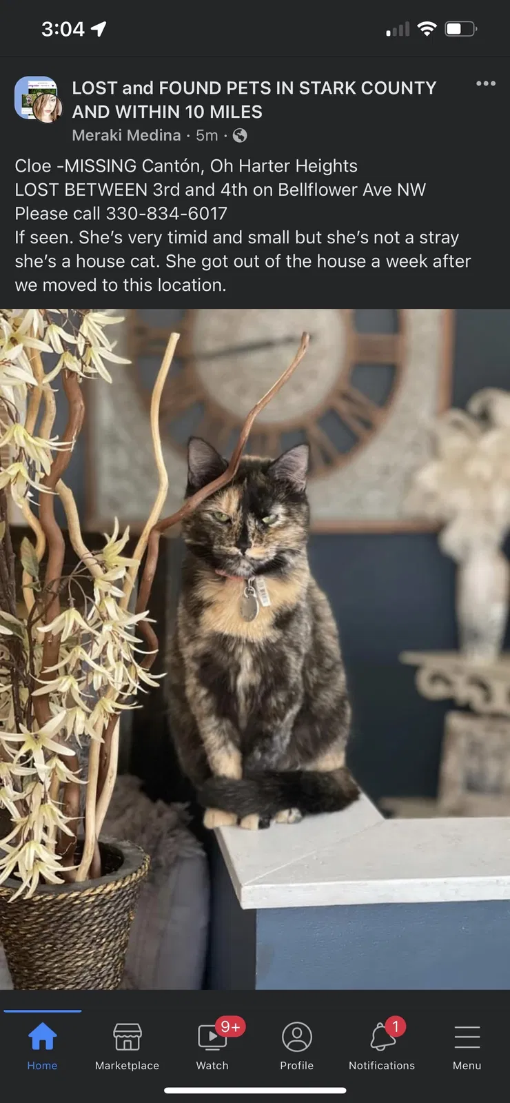 Lost cat in Canton, OH, 44708