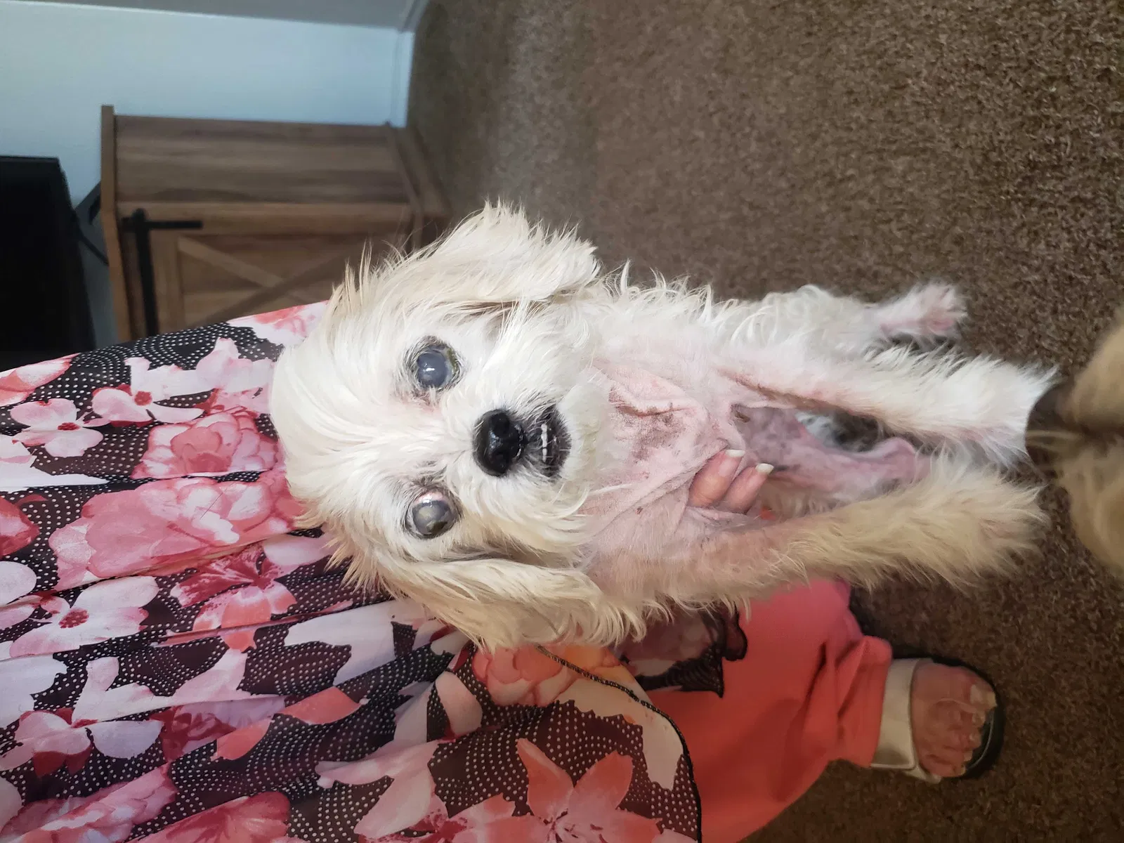 Found dog in Phoenix, AZ, 85051