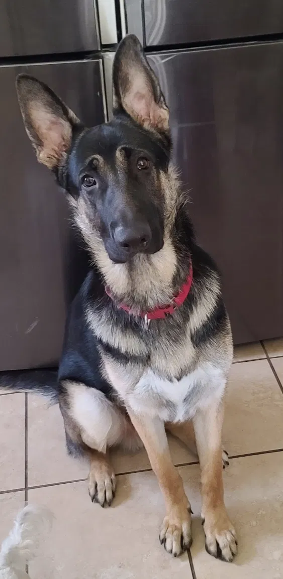 Lost dog in Colton, CA, 92324