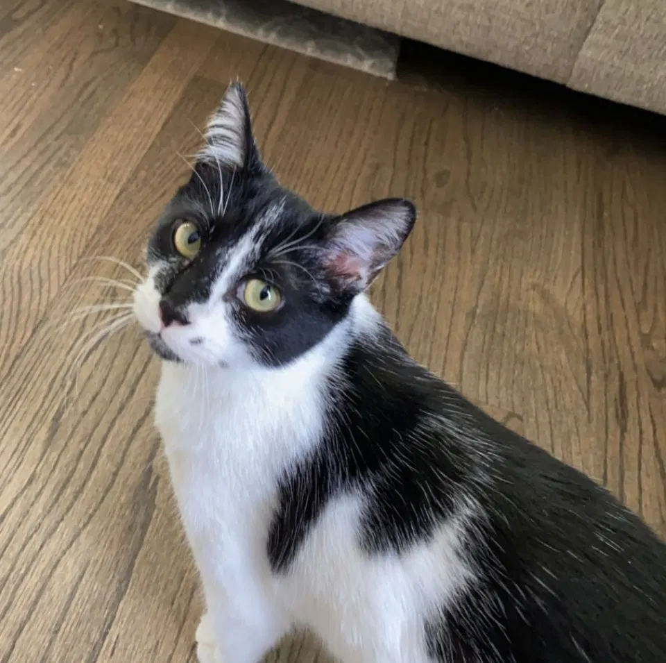 Lost cat in Alpharetta, GA, 30004