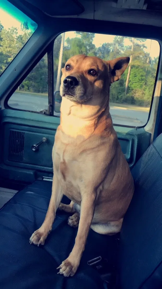 Lost dog in Houston, TX, 77068