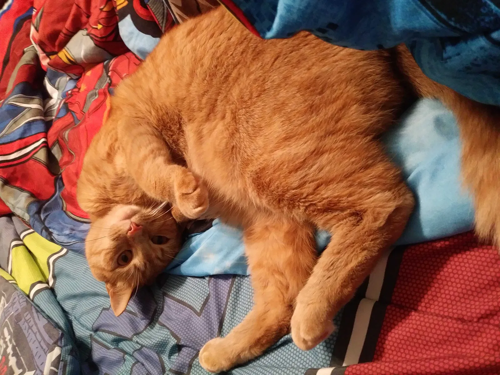 Lost cat in Newport News, VA, 23602