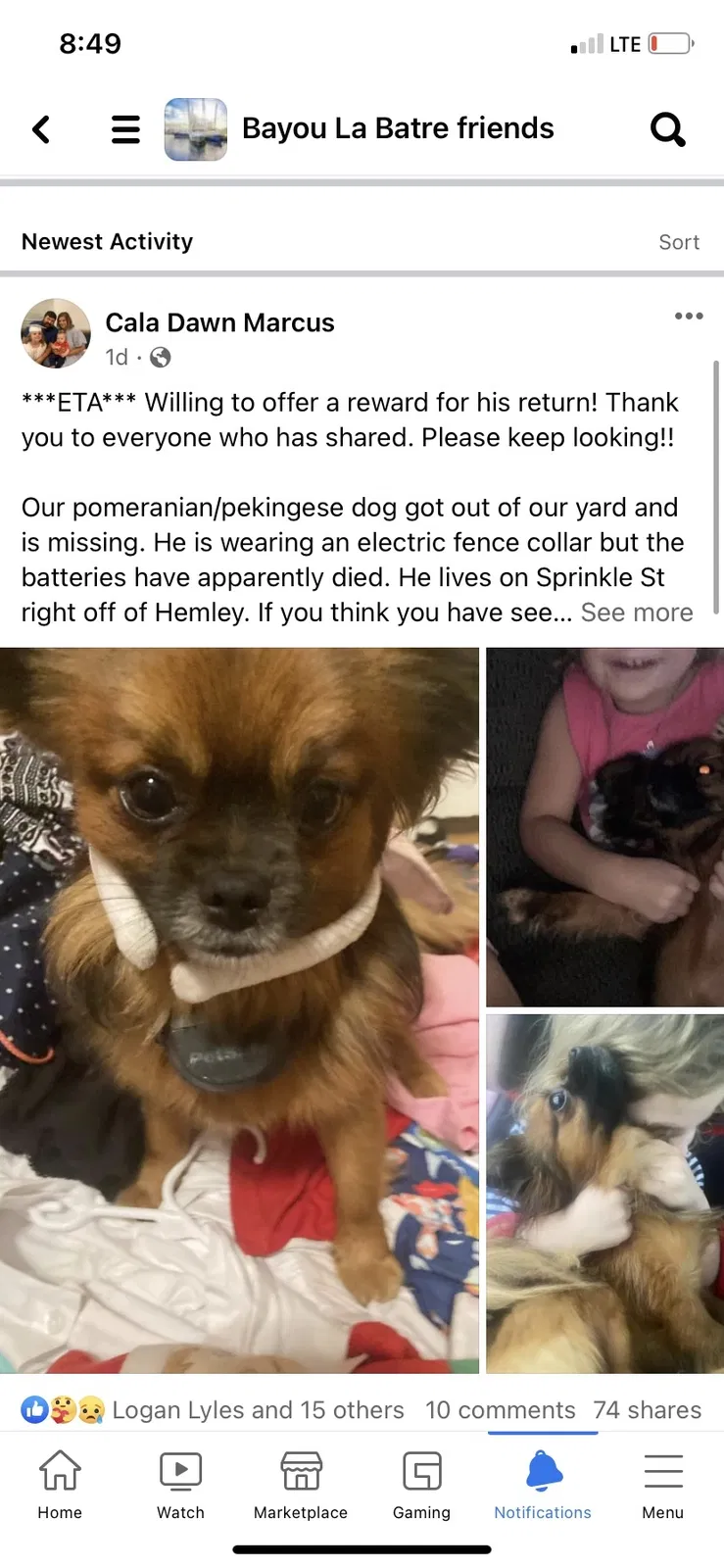 Lost dog in Bayou La Batre, AL, 36509