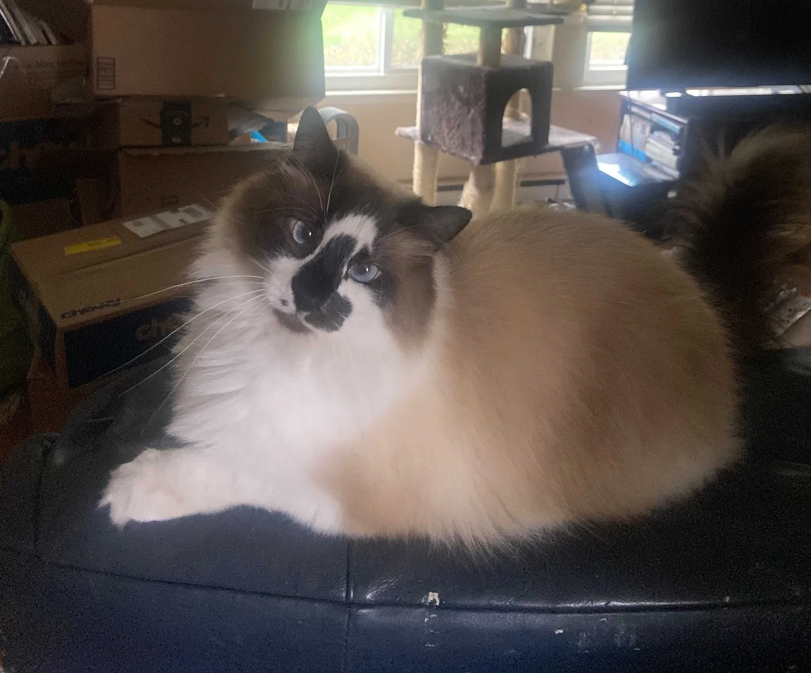 Lost cat in Santa Ana, CA, 92707