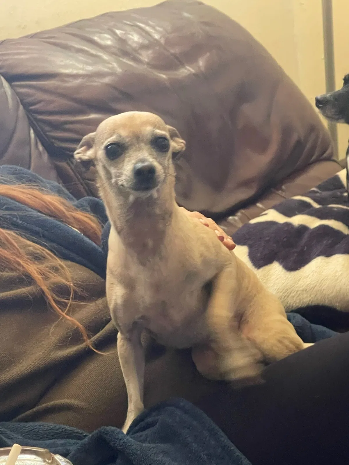 Lost dog in Amarillo, TX, 79103