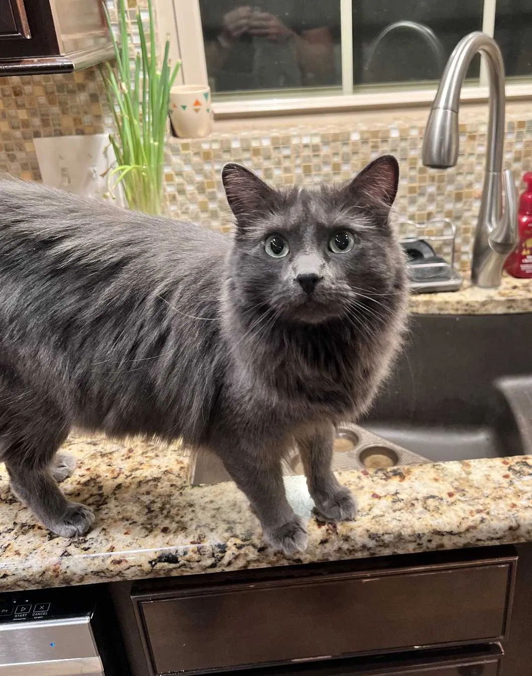 Lost cat in Colorado Springs, CO, 80924