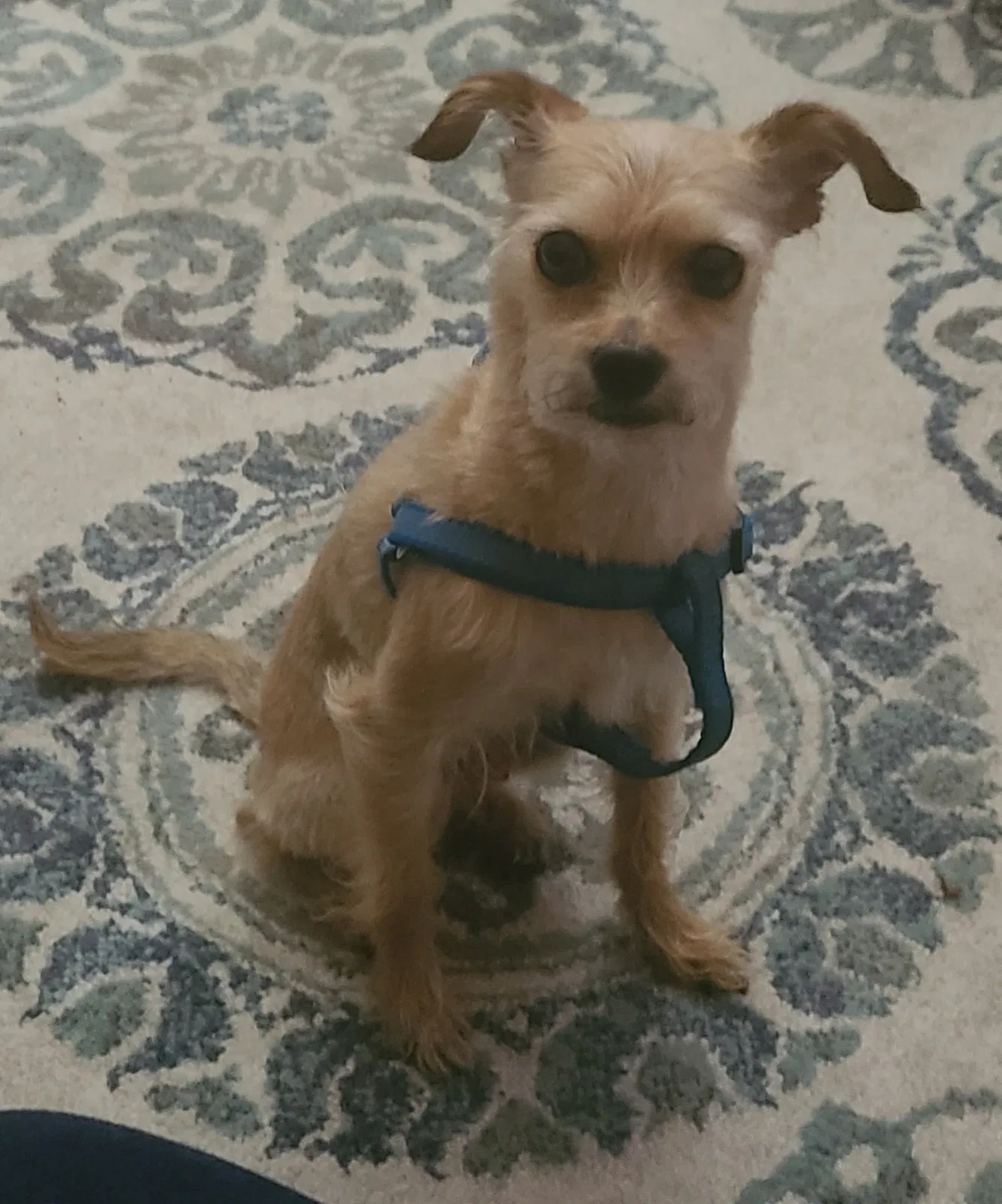 Lost dog in Indianapolis, IN, 46222