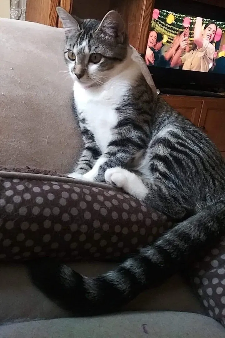 Lost cat in Albuquerque, NM, 87105